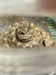 Hypsiglena ochrorhynchus