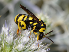 Leucospis gigas
