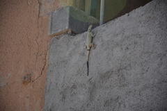 Laudakia nupta nupta