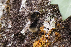 Criorhina