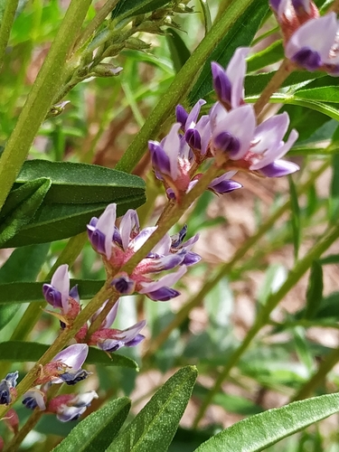 Image of Glycyrrhiza Astragalina (Glycyrrhiza astragalina) by (c) Francisco Iribas, some rights reserved (CC BY)