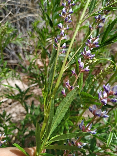 Image of Glycyrrhiza Astragalina (Glycyrrhiza astragalina) by (c) Francisco Iribas, some rights reserved (CC BY)