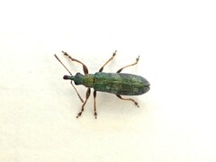 Rhicnobelus metallicus