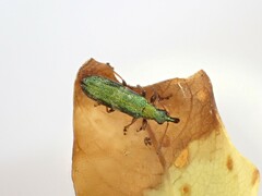 Rhicnobelus metallicus