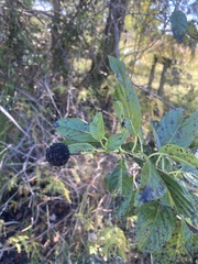 Cephalanthus occidentalis