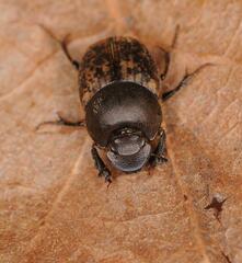 Onthophagus fracticornis
