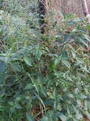 Solanum chenopodioides