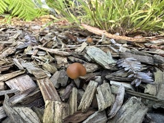 Psilocybe allenii