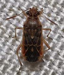 Liorhyssus hyalinus