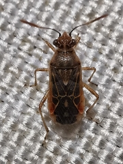 Liorhyssus hyalinus