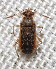 Liorhyssus hyalinus