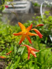 Crocosmia