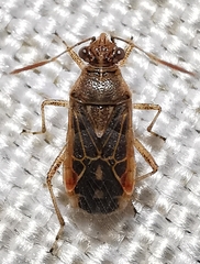 Liorhyssus hyalinus