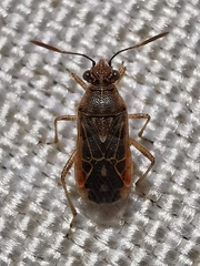 Liorhyssus hyalinus