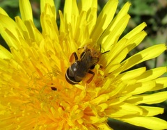 Halictus rubicundus