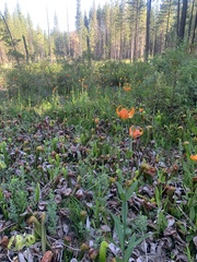 Lilium pardalinum shastense