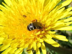 Halictus rubicundus