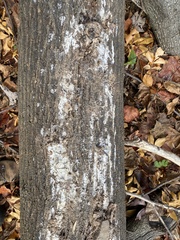 Biscogniauxia atropunctata