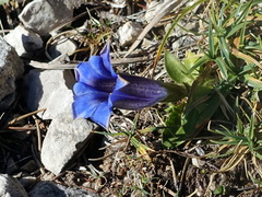 Gentiana clusii