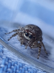 Tusitala