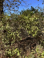 Physocarpus intermedius