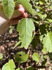 Physocarpus intermedius