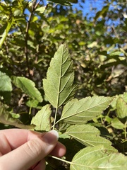 Physocarpus intermedius