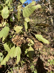 Physocarpus intermedius