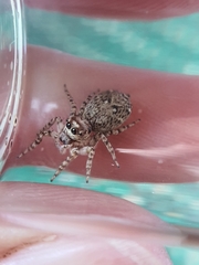 Tusitala