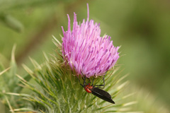 Dilophus pectoralis