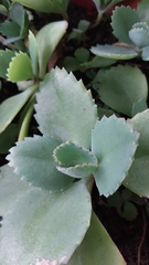 Kalanchoe laetivirens