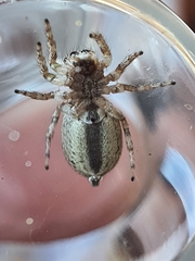 Tusitala