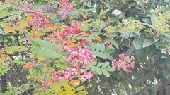 Sorbus