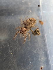 Tusitala