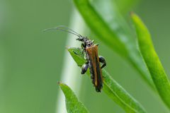 Oedemera femorata