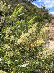 Searsia angustifolia