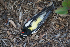 Sphyrapicus thyroideus