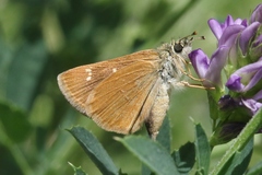 Piruna pirus