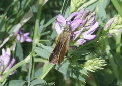 Piruna pirus