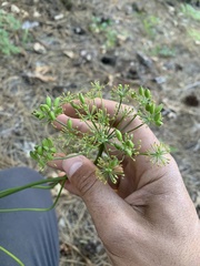 Ligusticum californicum