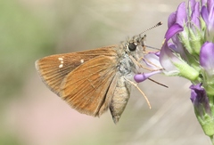 Piruna pirus