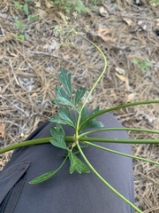 Ligusticum californicum