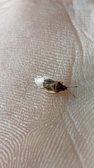 Kleidocerys resedae