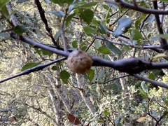 Callirhytis quercussuttoni