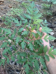 Ligusticum californicum