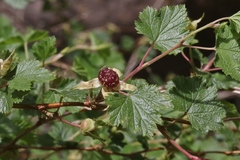 Rubus deliciosus