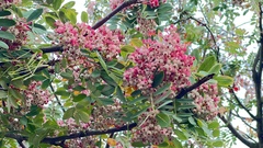 Sorbus