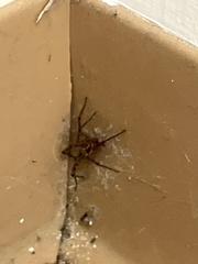 Araneae