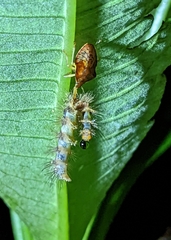 Asopinae