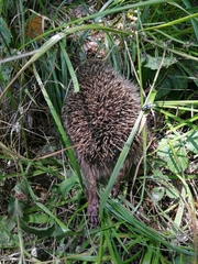 Erinaceinae